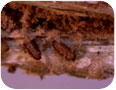 Pupe d’un insecte perceur non identifié trouvé sur des tiges de quinoa.