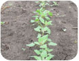 Quinoa seedlings