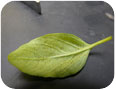 Des spores poudreuses se développent sur la face du bas des feuilles infectées par le mildiou