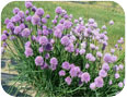 Chives plant in bloom. Chives flowers can be used as a garnish