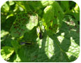 Four-lined plant bugs and their damage on lemon balm.
