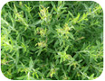 Four-lined plant bug damage to winter savory