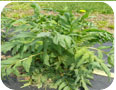 Formation des tiges florales de la valériane. La suppression des fleurs favorise le développement des racines.