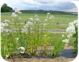 La valériane est souvent cultivée comme plante ornementale.