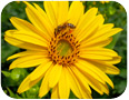 Les fleurs de silphe sont des sources excellentes de pollen pour les abeilles.