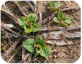 Plants de silphes sortant de terre illustrant la croissance au début du printemps.