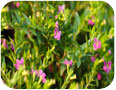 Plants de Cuphea ignea en fleurs (photo : Norman Chan, www.Shutterstock.com).