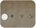 Graines d’euphorbe (à gauche), capsules individuelles (au centre) et grappe de 3 capsules (à droite) provenant de plants du Kamath Bassin Research and Extension Center de l’Université de l’État d’Oregon (photo : Richard Roseberg).