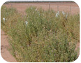 Plants de vernonie poussant sur des parcelles expérimentales de recherche en Arizona, octobre 2008 (photo : David Dierig).