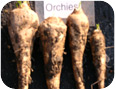 Racines de chicorée (cultivar : Orchies), récoltées en octobre sur une parcelle de démonstration (comté d’Elgin, 2008).
