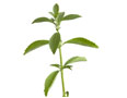 An individual stevia plant (photo credit: picturepartners, www.Shutterstock.com)