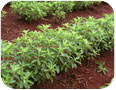 Rangs de plants de stévia (photo: casadaphoto, www.Shutterstock.com)
