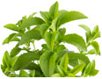 A close up of stevia leaves (photo credit: Ari N, www.Shutterstock.com)