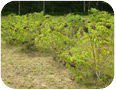 Stand of elderberry at the Agriculture and Agri-Food Southern Crop Protection Research Station near Delhi, Ontario.  2005