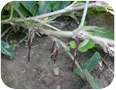 Carpophores d’arachide poussant dans le sol. Les gousses se développent dans le sol, à la pointe des gynophores.