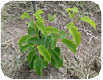 Croissance végétative de vignes de kiwi rustique récemment implantées.