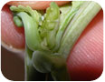 Larve de la cécidomyie du chou-fleur sur un plant de brassicacée.