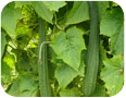 Luffa: plant and fruit