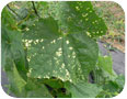 Luffa : herbicide lesions