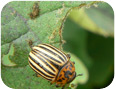 Colorado potato beetles are the most significant pest of eggplant