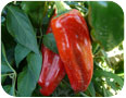 Speciality Hot Peppers
