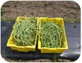 Le cultivar Green Noodle du haricot kilomètre.