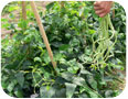 Le cultivar Long Noodle du haricot kilomètre.