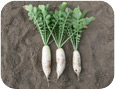 Légumes-racines et légumes-tubercules