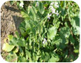 Some varieties of oriental radish are prone to bolting under hot temperatures