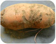 Dommages typiques causés par des vers sur la racine de la patate douce.