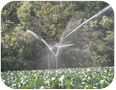 Irrigation fixe en couverture intégrale