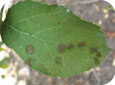 Les lésions fraîches de la tavelure du pommier ont un aspect velouté, vont du brun au vert olive et ont un contour diffus. 