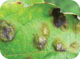 Lesions on older leaves are raised and appear dark green to gray brown with distinct margins