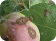 Scab lesions cause fruit to become deformed and cracked when infected at an immature stage