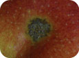 Les infections des fruits qui se produisent vers la fin de l’été peuvent passer inaperçues au moment de la cueillette, mais elles se traduiront par l’apparition en cours d’entreposage, de lésions de la tavelure mouchetée. 