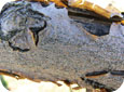 Bois noirci et ratatiné avec écorce soulevée par un chancre de la pourriture noire de deux ans.  