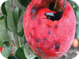 Pomme à maturité présentant des taches noires déprimées, constituant les premiers symptômes de la pourriture noire. 