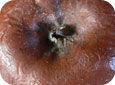 En fin de saison ou en cours d’entreposage, les pycnides (petits points noirs constituant les organes de fructification contenant des spores) peuvent devenir visibles sur le fruit pourri. 