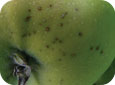Les premières taches vésiculaires sont souvent décelées près de l’œil des fruits exposés au soleil sur le pourtour du houppier. 