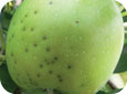 Les taches vésiculaires prennent tôt ou tard l’aspect de cloques brunes auréolées de noir pourpré dont le diamètre atteint tout au plus 4–5 mm à la surface des fruits. 