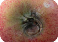 La pourriture grise de l’œil causée par B. cinerea se manifeste plus souvent sur les gros fruits plus tard durant la saison de croissance.