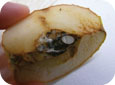 Fruit ripens early; thick brownish-yellow mold surrounding the seed cavity; seeds may be rimmed with white mould. 