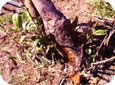 Les pommiers dont le collet ou la base du tronc est fortement envahi par la pourriture sont facilement renversés par des vents violents. 