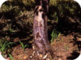 Collet et base du tronc d’un pommier fortement envahi par la pourriture; noter la fissure sombre formée par le chancre.  