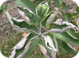 Les symptômes du blanc sur les feuilles se manifestent par des plaques de feutre mycélien blanc aux contours d’un rouge tirant sur le rose. 