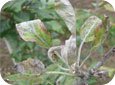 The lower surface of leaves is usually colonized by the powdery mildew fungus 