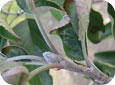 Champignon responsable du blanc colonisant un bourgeon terminal à l’automne; noter le feutre mycélien blanc qui recouvre le bourgeon. 