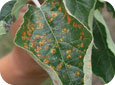 There are yellow to orange lesions on the leaves.