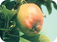 Young Red Delicious fruit with quince rust 