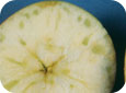 Fruit appear water soaked, and may appear hard and glassy; external symptoms may not be visible.